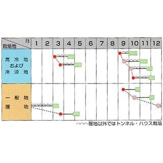 ほうれん草の種 クロノス M3万粒 ( 野菜の種 )｜saien-club｜02