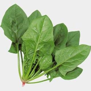 ほうれん草の種 アトラス 1L ( 野菜の種 ) : 菜園くらぶ Yahoo!店 