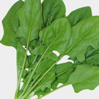 ほうれん草の種 まほろば 1L ( 野菜の種 ) : 菜園くらぶ Yahoo!店 