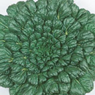 緑彩二号タァツァイ (その他葉菜類の種) 1dl缶 ( 野菜の種 )