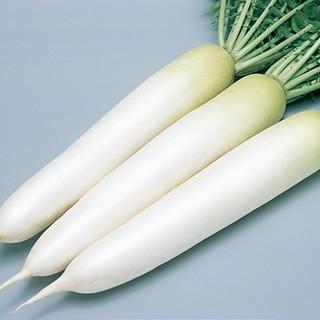 大根の種 冬みねセブン 2dl缶 ( 野菜の種 )