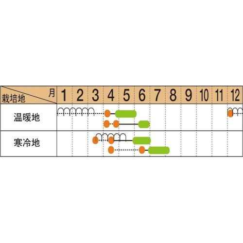 大根の種 天宝 2dl缶 ( 野菜の種 )の画像
