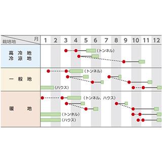 カブの種 たかね 2dl缶 ( 野菜の種 ) 