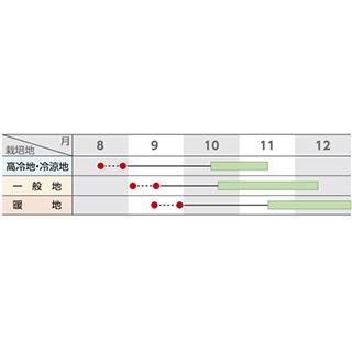 カブの種 恵星紅 2dl缶 ( 野菜の種 )の画像