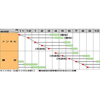 人参の種 ベーターリッチ ペレット1万粒 ( 野菜の種 ) : 菜園くらぶ