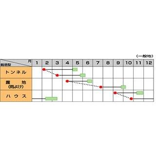 ネギの種 ネギの種 おてがる小ねぎ 緑秀 1L ( 野菜の種 )｜saien-club｜02