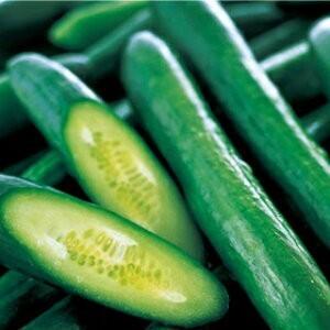 キュウリの種 フリーダムハウス1号 350粒 ( 野菜の種 )