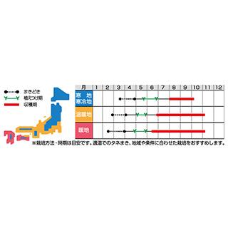 パプリカの種 セニョリータレッド 100粒 ( 野菜の種 )｜saien-club｜02