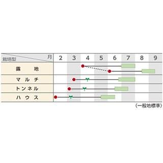 枝豆の種 夏の装い 1L ( 野菜の種 )｜saien-club｜02