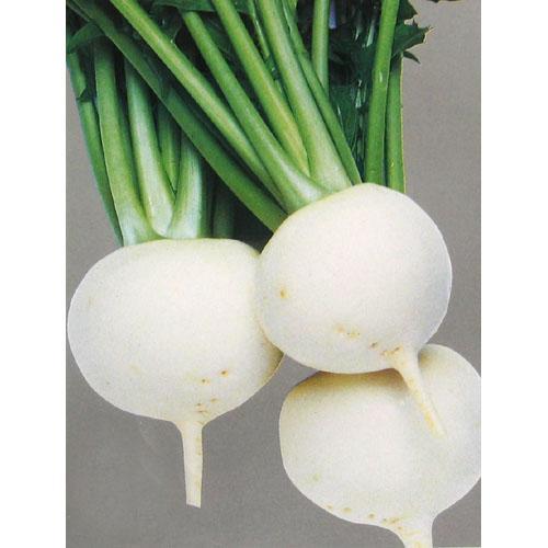 カブの種 耐病ひかり 1dl缶 ( 野菜の種 )