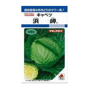 キャベツの種 浜岬 L5千粒 ( 野菜の種 )