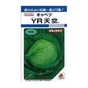 キャベツの種 YR天空 L5千粒 ( 野菜の種 )