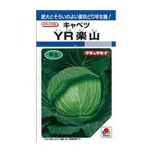 キャベツの種 YR楽山 L5千粒 ( 野菜の種 )