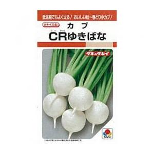 カブの種 CRゆきばな 1dl ( 野菜の種 )