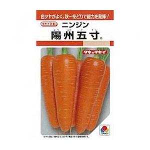 人参の種 陽州五寸 2dl缶 ( 野菜の種 )