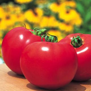 大玉トマトの種 トマト桃太郎ファイト 100粒 ( 野菜の種 )