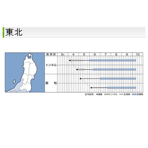 オクラの種 グリーンソード 1万粒 ( 野菜の種 )｜saien-club｜03