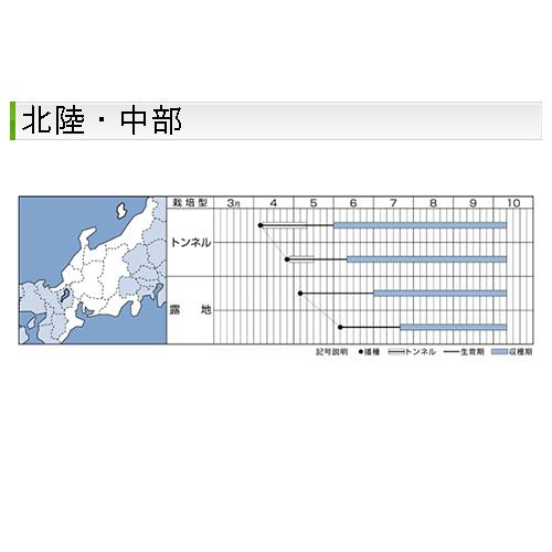 オクラの種 グリーンソード 1万粒 ( 野菜の種 )｜saien-club｜05