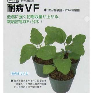 【オープニング 88%OFF ナス台木の種 耐病VF 1000粒 野菜の種 jkparker.ca jkparker.ca