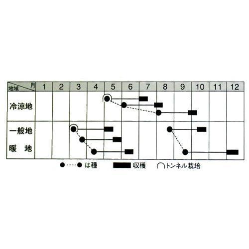 大根の種 おてごろ大根2号 2dL缶 ( 野菜の種 )の画像