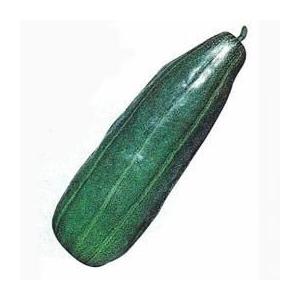 青はぐら瓜 (ウリの種) 1dl ( 野菜の種 )
