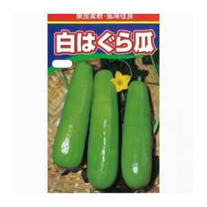 白はぐら瓜 (ウリの種) 1dl ( 野菜の種 )