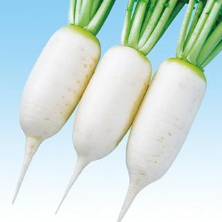 大根の種 中型アルタリ 小袋 約2dl ( 野菜の種 )