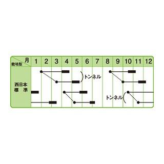 大根の種 中型アルタリ 小袋 約2dl ( 野菜の種 )の画像