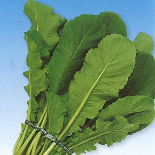 大人気 万緑 葉大根の種 2dl 野菜の種 76％以上節約