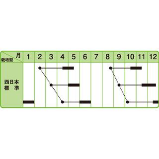 カブの種 CRにしき蕪 2dl ( 野菜の種 )の画像
