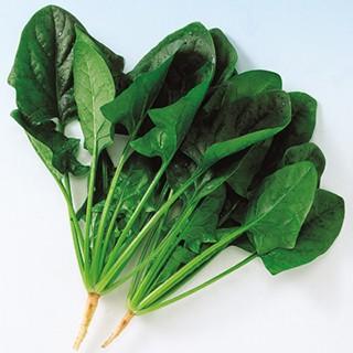 ほうれん草の種 クローネ 1L ( 野菜の種 ) : 菜園くらぶ Yahoo!店 