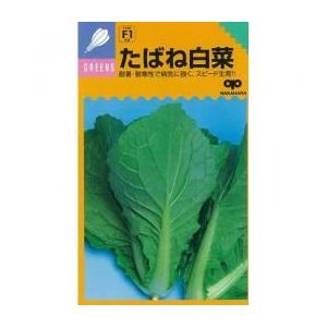 たばね白菜 (白菜の種) 2dl ( 野菜の種 )