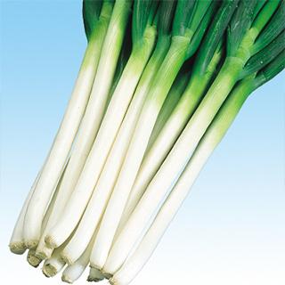 大人気 本日発送 MTL6T4VCF8Q [MTL6T4VCF8Q]