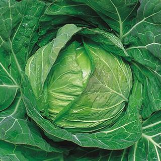 キャベツの種 サワートップ 5千粒コートL ( 野菜の種 )