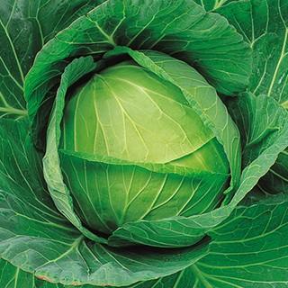 卸価格 キャベツの種 花 ガーデニング 夏秀 5千粒コートl 野菜の