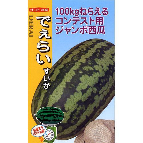 スイカの種 でぇらいすいか 10粒 ( 野菜の種 ) : 菜園くらぶ Yahoo!店