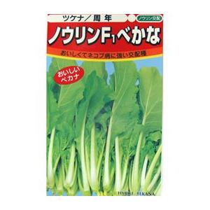 ノウリンF1べかな (べか菜の種) 小袋 約20ml ( 野菜の種 )