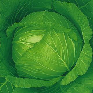 キャベツの種 秋みどり 2500粒 ( 野菜の種 ) : 菜園くらぶ Yahoo!店