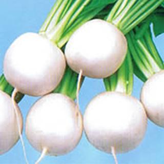 カブの種 こけし 2dl缶 ( 野菜の種 )