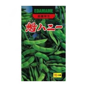枝豆種 魁 (さきがけ) ハニー ( えだまめの種 ) 小袋 約30ml 家庭菜園