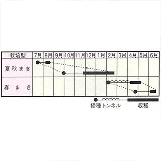 カブの種 耐病もちはだ 2dl ( 野菜の種 )の画像