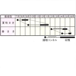 カブの種 みずなみ 2dl ( 野菜の種 )の画像