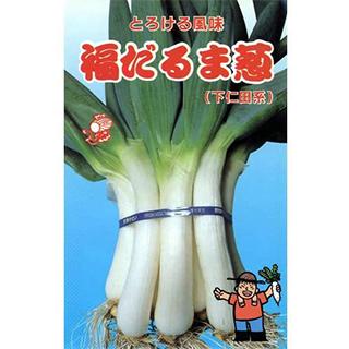 ネギの種 福だるま葱 小袋 約1dl ( 野菜の種 ) : 菜園くらぶ Yahoo!店
