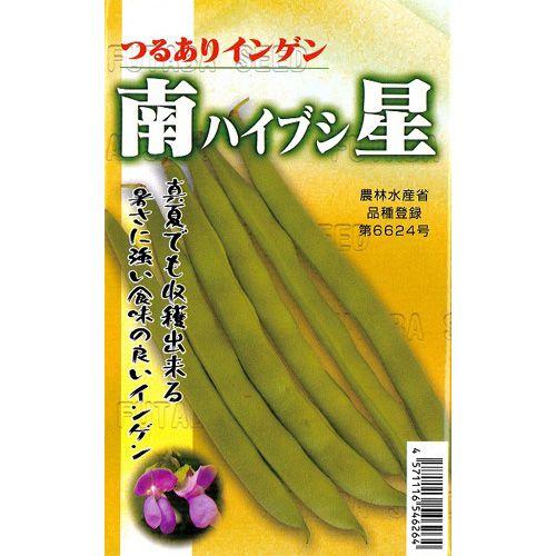 つるありインゲン豆の種 南星 (ハイブシ) 20ml ( 野菜の種 )