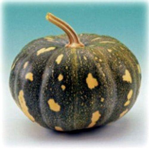 カボチャの種 沖縄島かぼちゃ丸型 5ml ( 野菜の種 ) : 菜園くらぶ