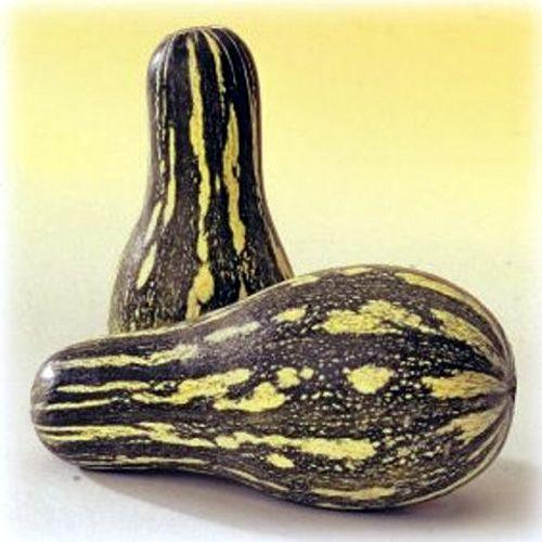 カボチャの種 沖縄島かぼちゃひょうたん型 5ml ( 野菜の種 ) : 菜園