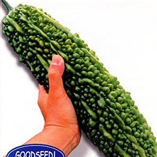 ニガウリ、ゴーヤの種 沖縄願寿ゴーヤー 1L ( 野菜の種 )