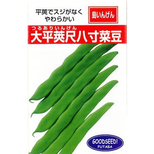 つるありインゲン豆の種 大平莢尺八寸菜豆 20ml ( 野菜の種 ) : 菜園