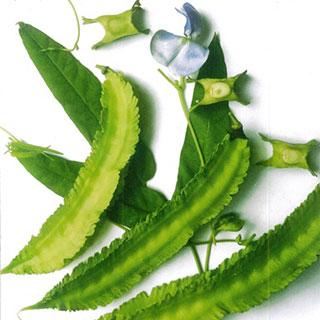 雑豆種 四角豆 うりずん ( ざつまめの種 ) 小袋 約20ml 家庭菜園