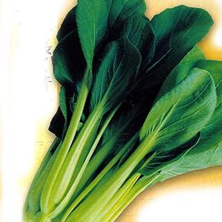 沖縄長茎ちんげんさい (ちんげん菜 チンゲンサイの種) 1L ( 野菜の種